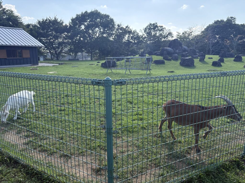 るるパークの放牧エリアの動物